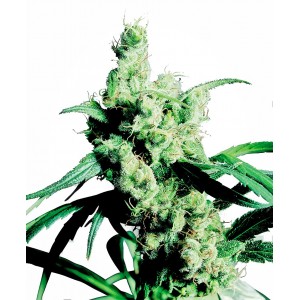 Silver Haze Feminised Seeds Silver Haze Feminised Seeds