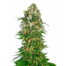 Shiva Skunk Auto Feminised Seeds Shiva Skunk Auto Feminised Seeds