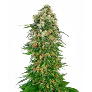 Shiva Skunk Auto Feminised Seeds Shiva Skunk Auto Feminised Seeds