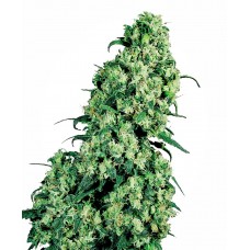 Skunk #1 Feminised Seeds Skunk #1 Feminised Seeds