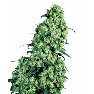 Skunk #1 Feminised Seeds Skunk #1 Feminised Seeds