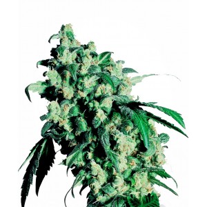Super Skunk Feminised Seeds Super Skunk Feminised Seeds