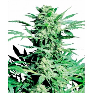 Shiva Skunk Feminised Seeds Shiva Skunk Feminised Seeds