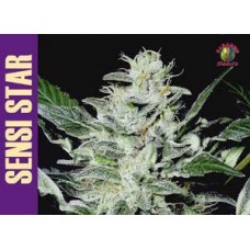 Sensi Star Feminised Seeds Sensi Star Feminised Seeds