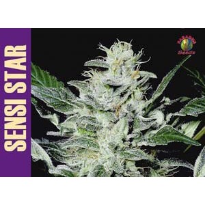 Sensi Star Feminised Seeds Sensi Star Feminised Seeds