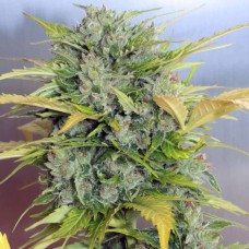 AK 47 Auto Feminised Seeds AK 47 Auto Feminised Seeds