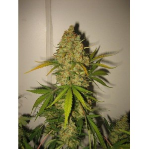 Skunk Special Feminised Seeds Skunk Special Feminised Seeds