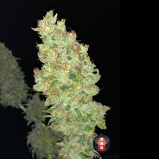Strawberry Akeil Feminised Seeds Strawberry Akeil Feminised Seeds
