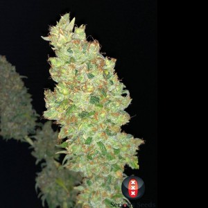 Strawberry Akeil Feminised Seeds Strawberry Akeil Feminised Seeds