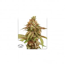 Tropical Tangie Feminised Seeds Tropical Tangie Feminised Seeds