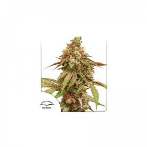 Tropical Tangie Feminised Seeds Tropical Tangie Feminised Seeds