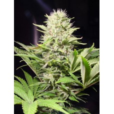 Wappa Feminised Seeds Wappa Feminised Seeds