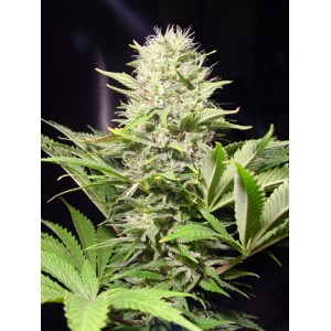Wappa Feminised Seeds Wappa Feminised Seeds