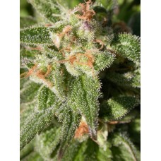 Warlock CBD Feminised Seeds Warlock CBD Feminised Seeds