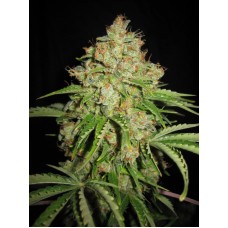 White Russian Auto Feminised Seeds White Russian Auto Feminised Seeds
