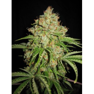 White Russian Auto Feminised Seeds White Russian Auto Feminised Seeds