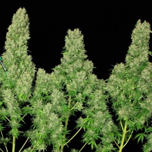 White Russian Feminised Seeds White Russian Feminised Seeds